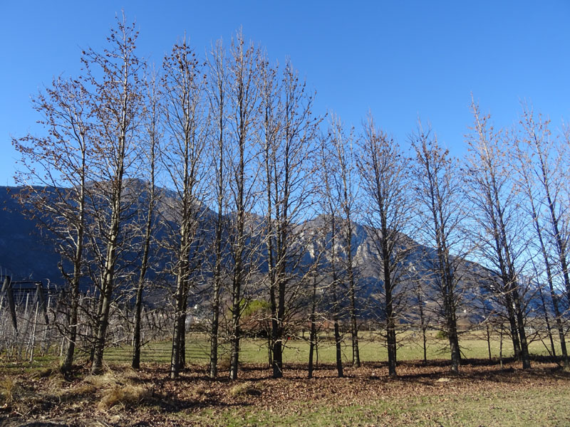 Liquidambar styraciflua - Altingiaceae